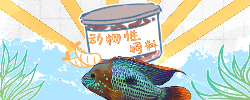 红尾皇冠鱼吃什么，不吃饲料怎么办