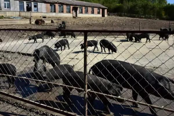 养猪场需要办理什么证