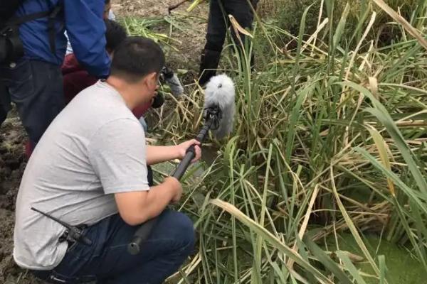 茭白的种植方法和时间，种植多久可以采收