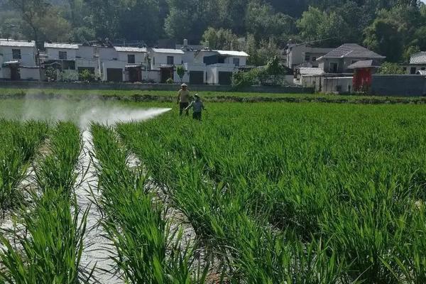 茭白的种植方法和时间，种植多久可以采收