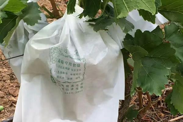 红提葡萄种植技术与管理，附病害防治方法