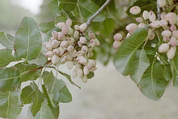 开心果适合在哪里种植 为什么没人种植开心果