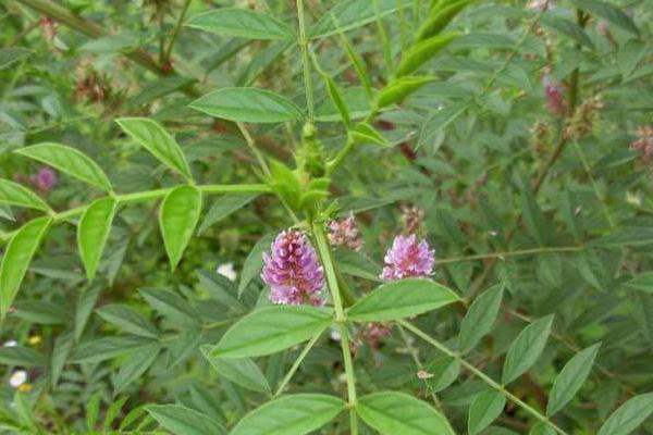 甘草种子市场价格多少钱一斤 甘草种子的种植方法