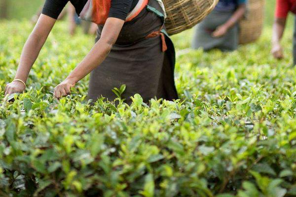 红茶什么季节喝最好 红茶和绿茶能一起喝吗