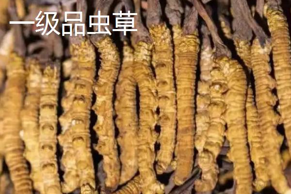 冬虫夏草特级品和一级有什么区别