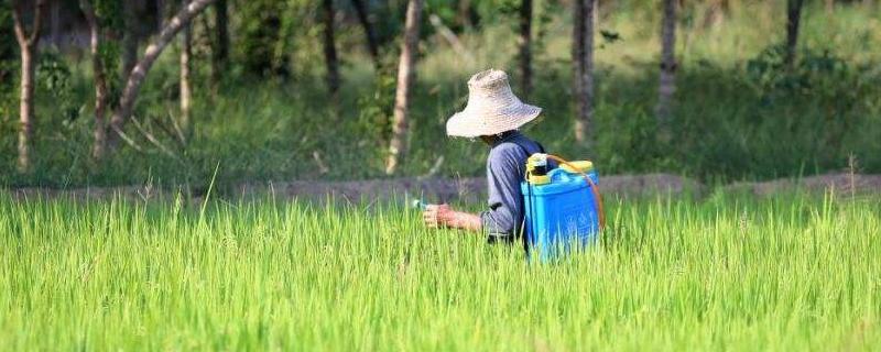 水稻坐胎了还能打除草剂了吗，用什么药较好