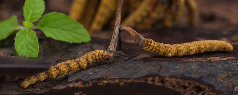 冬虫夏草与冬虫花与什么区别