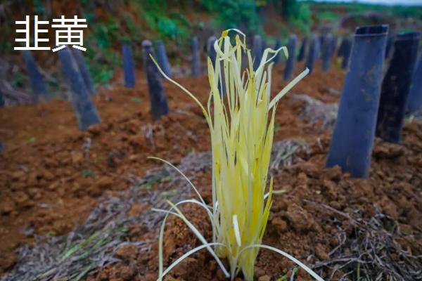 韭黄和黄韭的区别