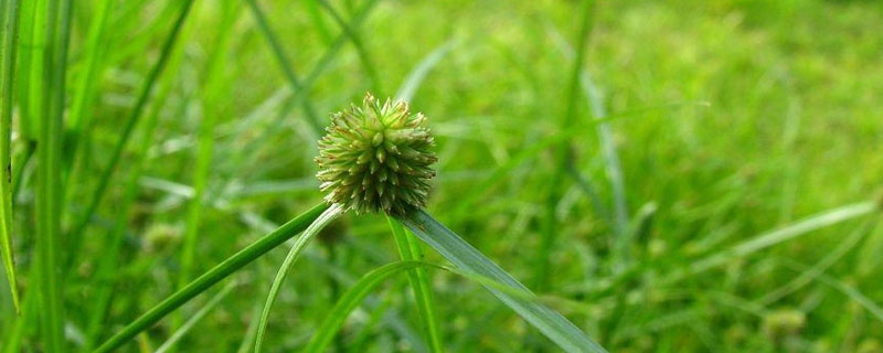 红薯地香附子除草剂