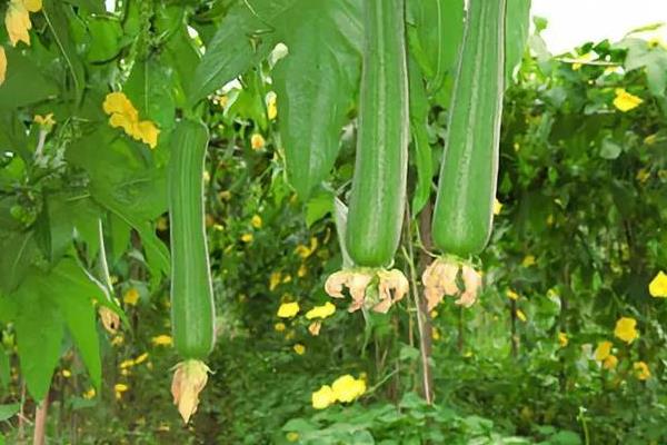 立夏种植什么农作物