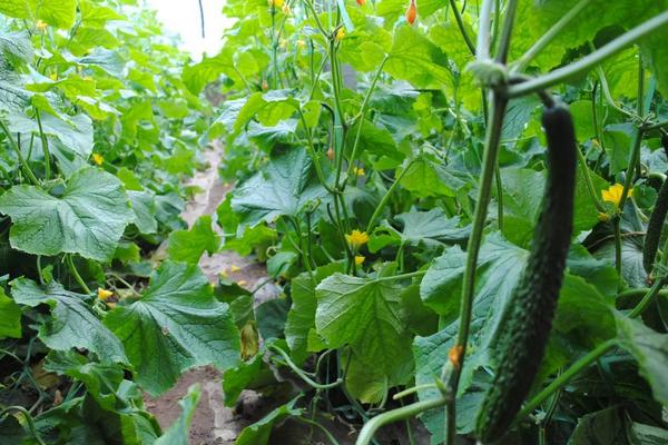 大棚黄瓜种植技术之黄瓜管理技术，需要什么肥料好