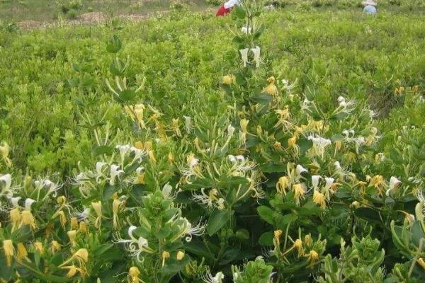 金银花种植技术与管理