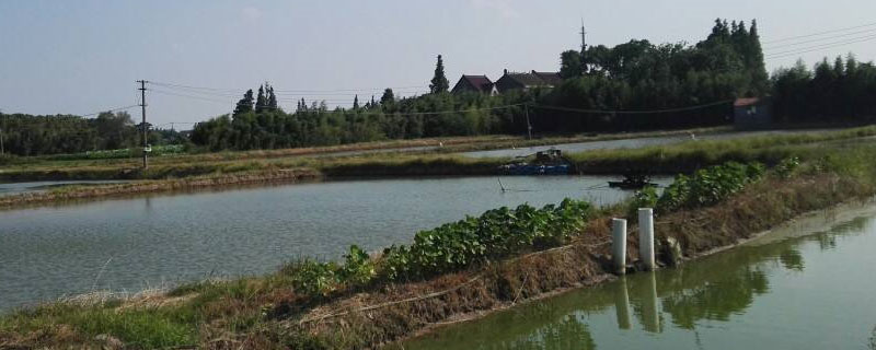 虾塘水浑浊是什么原因