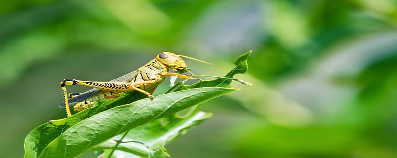 蝗虫耳朵长在哪里