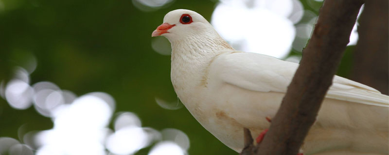 鸽子能飞多高