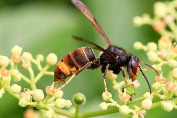 胡蜂种类