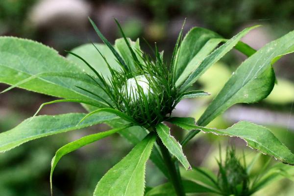 苍术种植技术与栽培管理