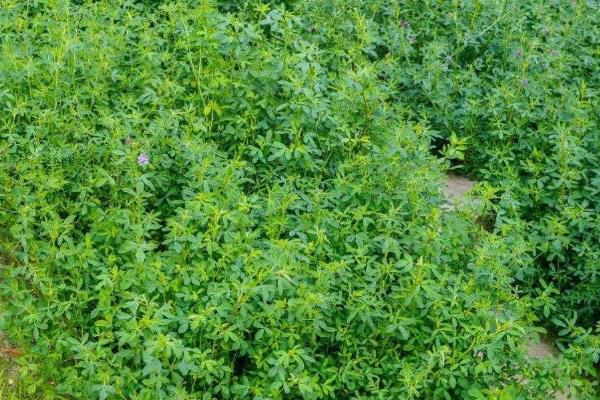 苜蓿草种植技术和方法