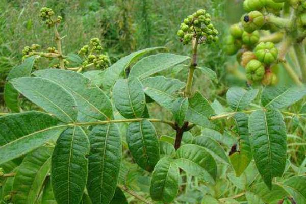 吴茱萸种植前景分析 吴茱萸未来四五年行情预测