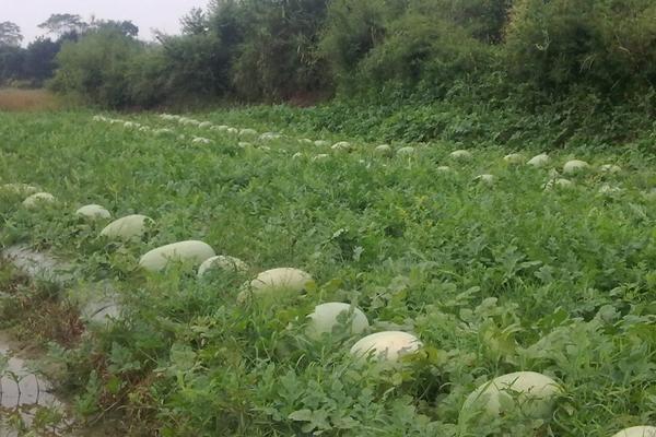 西瓜行距和株距多宽好，附西瓜种植方法