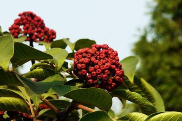 吴茱萸苗什么时候种植 吴茱萸种植技术