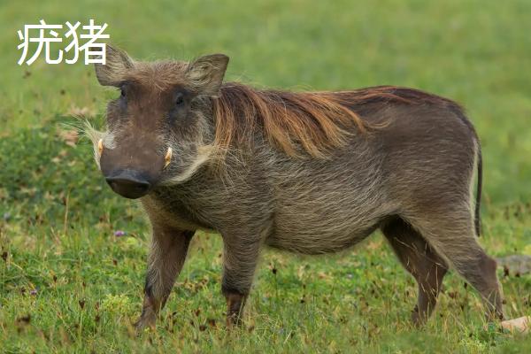 野猪喜欢吃什么东西，疣猪和野猪的区别