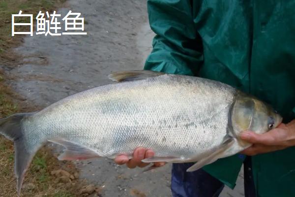 白鲢鱼刺多吗，与花鲢鱼有什么区别