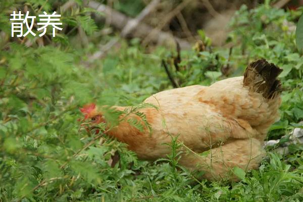 养鸡圈养和散养的区别