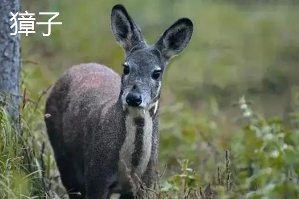 狍子和獐子有什么区别