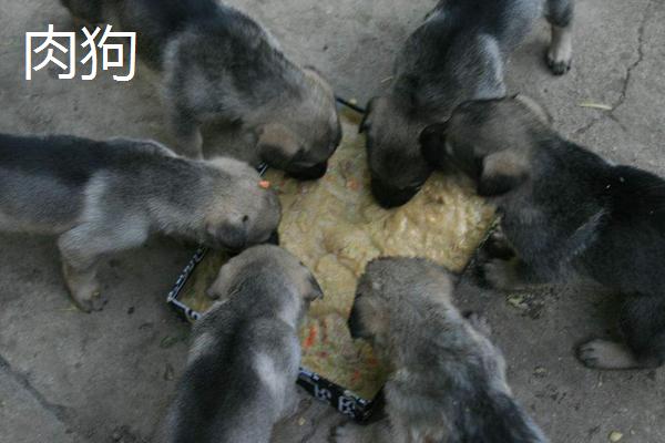 肉狗和宠物狗区别