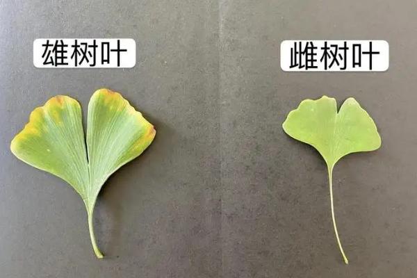 银杏树公母的区别