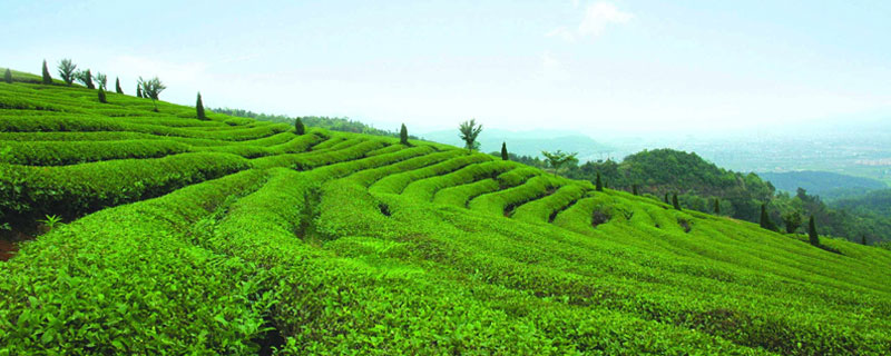 茶果间作种植方式