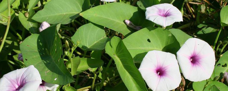 空心菜含钾高吗，什么蔬菜含钾高