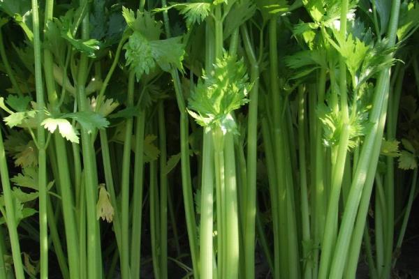 九月份露天能种植什么菜