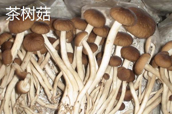 茶树菇与金针菇的区别