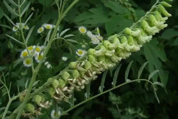 苦参种植技术 苦参种植时间及方法