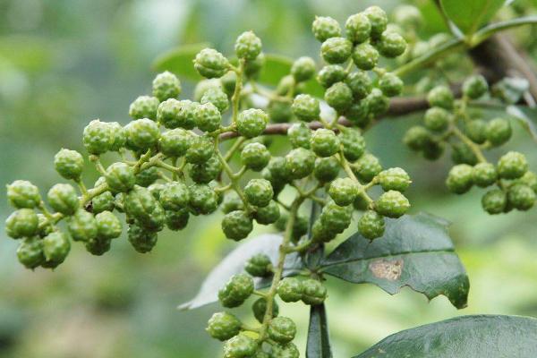 花椒种植需要什么条件，附种植方法和时间