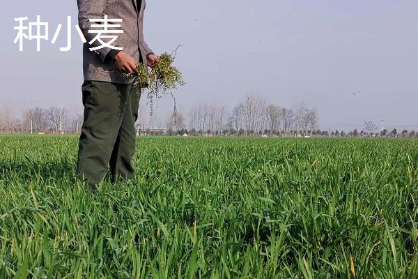 我国南方和北方主要种植的粮食作物分别是什么，北方农业以什么为主