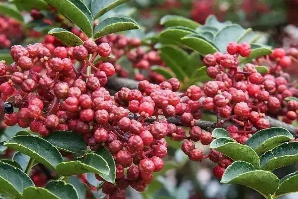 花椒种植需要什么条件，附种植方法和时间