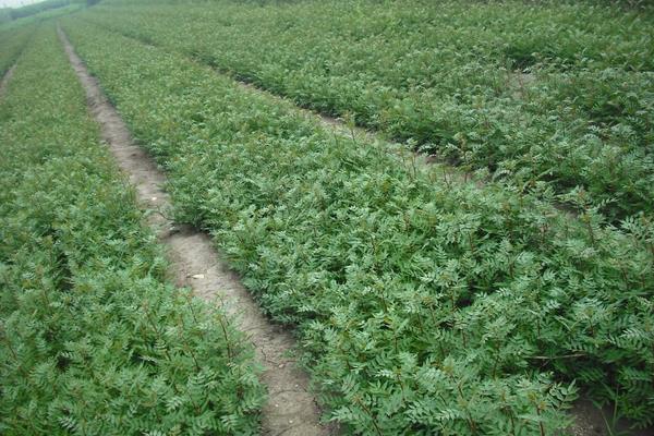 花椒种植需要什么条件，附种植方法和时间