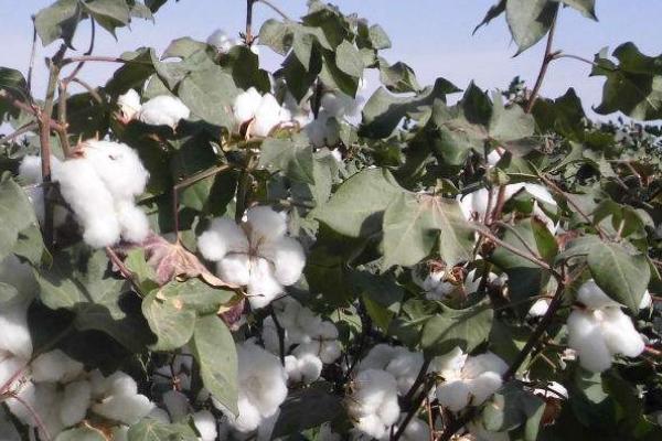 棉花株距行距多少合适，附棉花种植方法