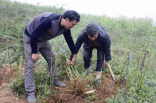 2017种植苦参的前景和市场价格行情