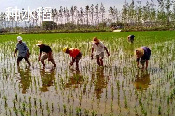 我国南方和北方主要种植的粮食作物分别是什么，北方农业以什么为主