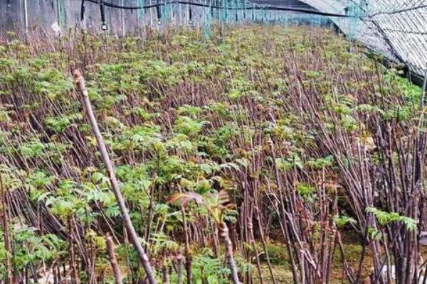 香椿高产种植技术