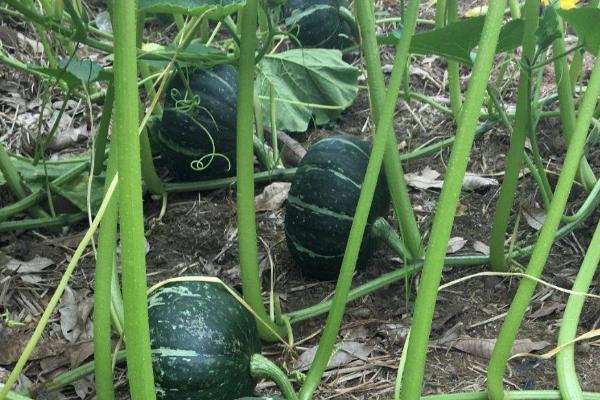 日本南瓜种植技术与管理