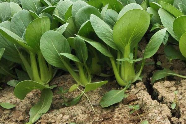 小白菜杀虫用什么药，附小白菜的种植方法