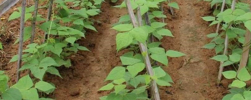 豆角种植的株距和行距