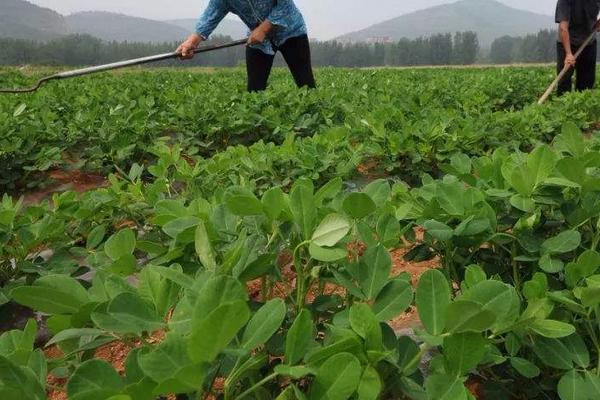 地膜春花生种植技术和时间，花生重茬如何解决