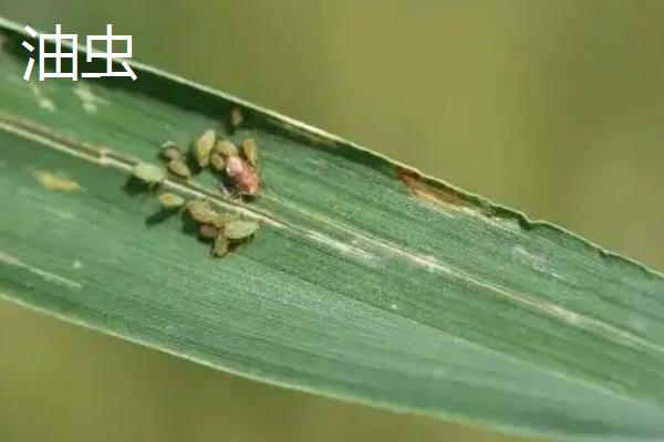 油虫用什么方法杀死，爬过的东西有毒吗？和蟑螂有什么区别