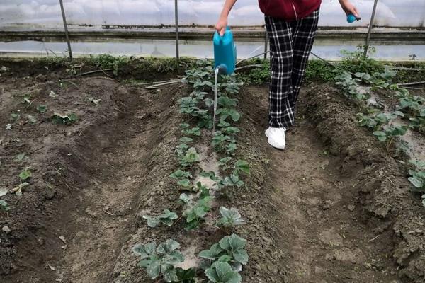 种植过程中草莓需要补钙么，附种植方法